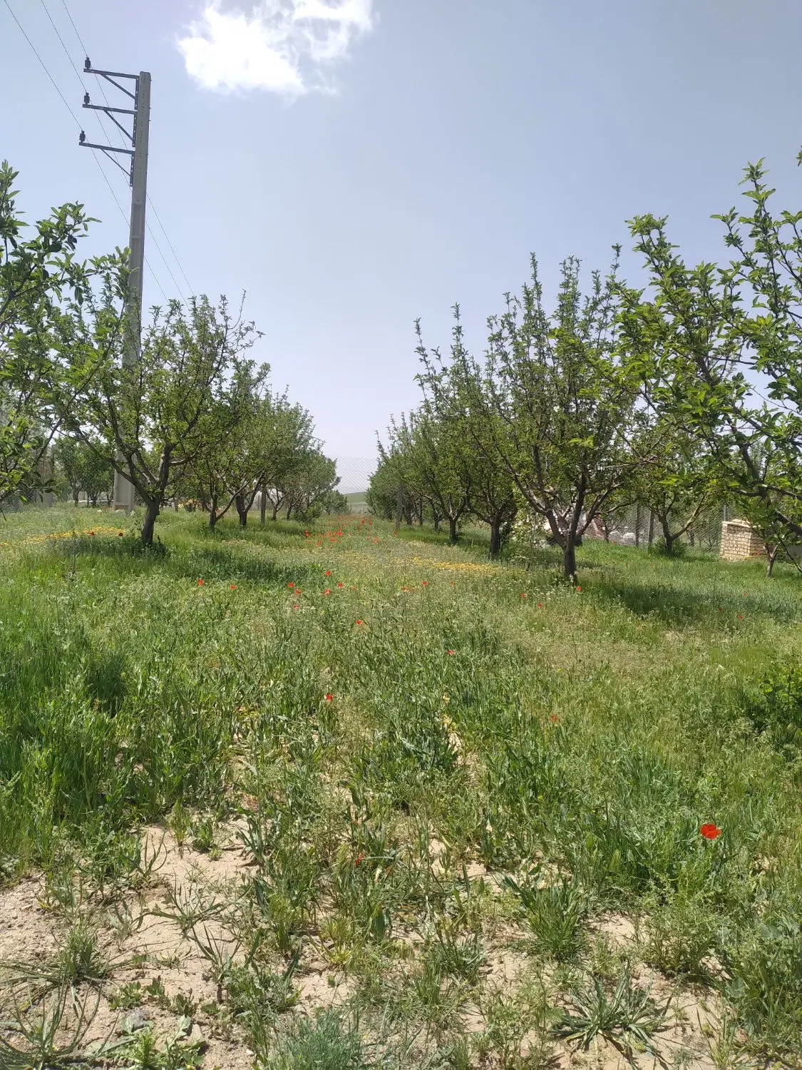 باغ آینده دار
