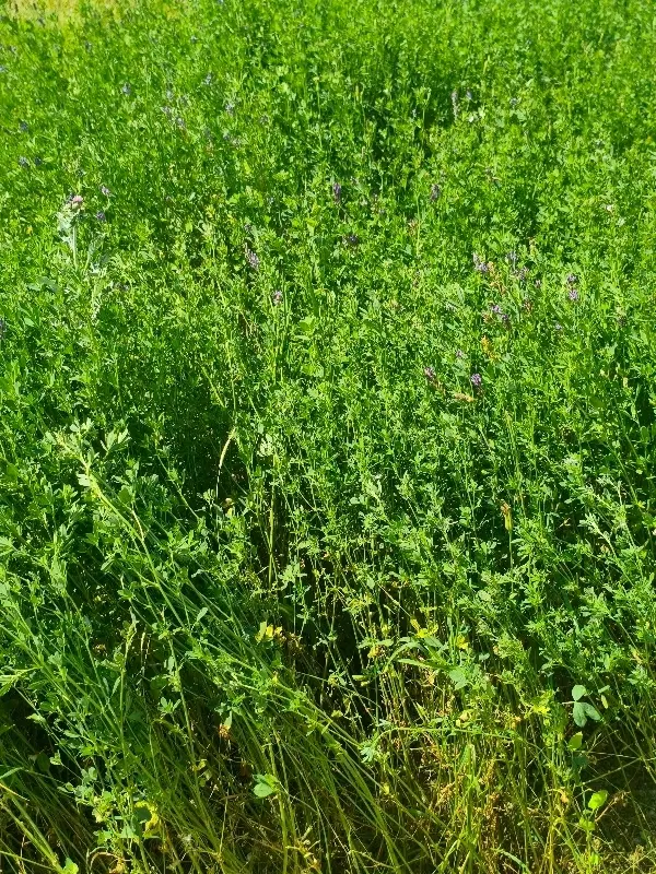 فروش زمین برای باغ ویلا