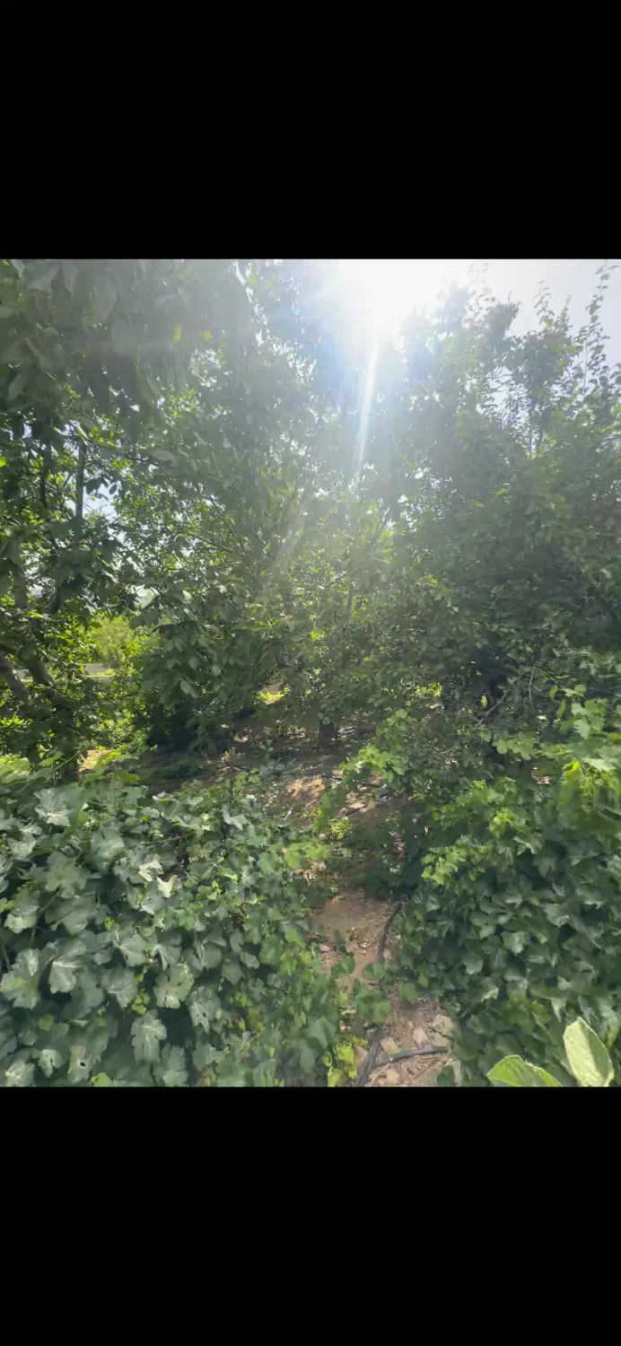 باغ سیسخت