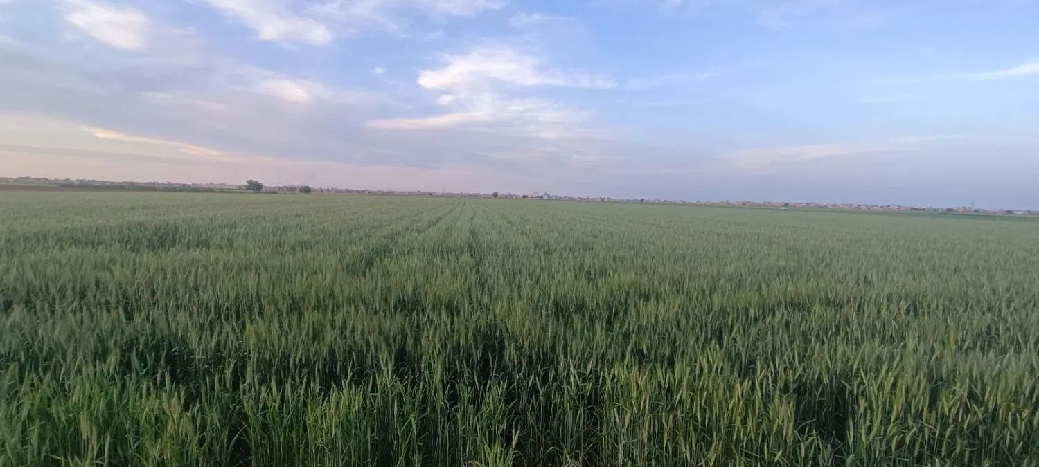 اجاره زمین کشاورزی برای کشت سیر