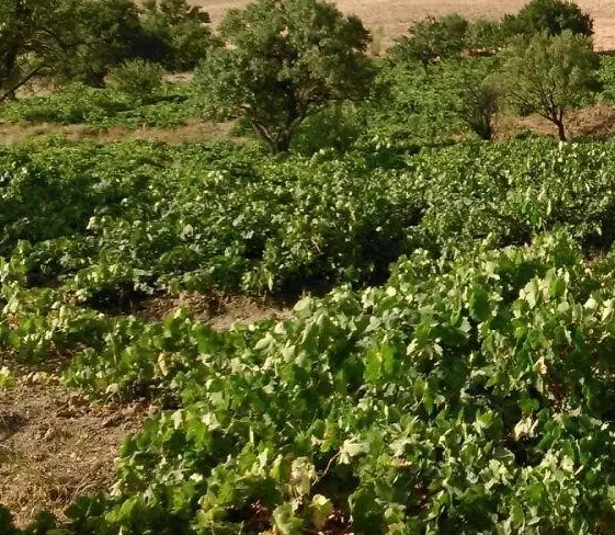 باغ انار ۳۰۰۰متری