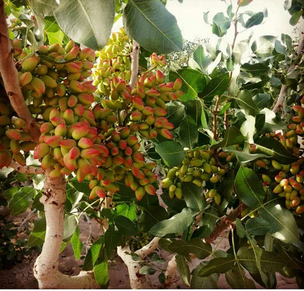 فروش باغ پسته ، با مجوز تاسیس گلخانه