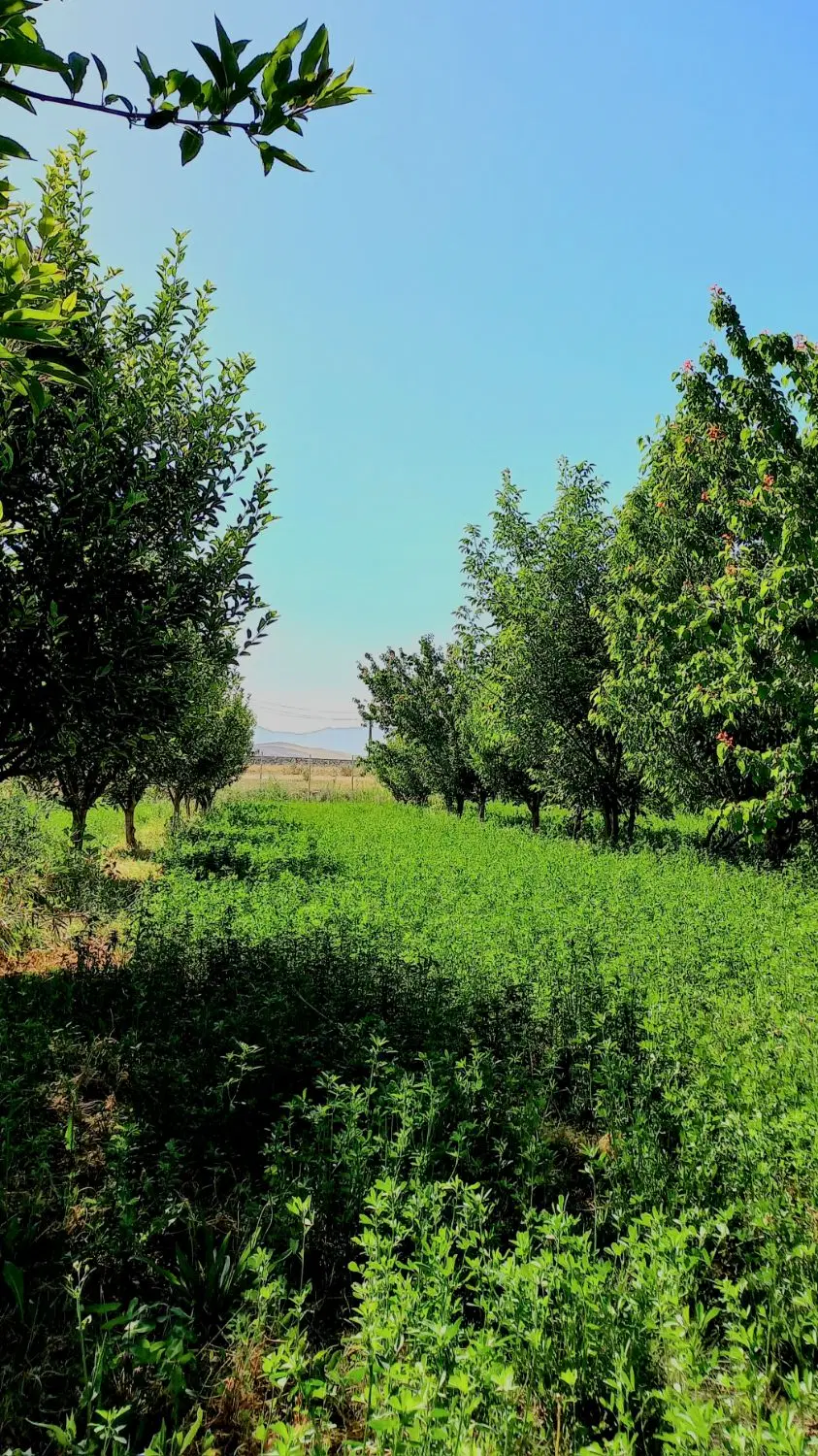 فروش باغچه به متراژ ۳۶۰۰ متر مربع