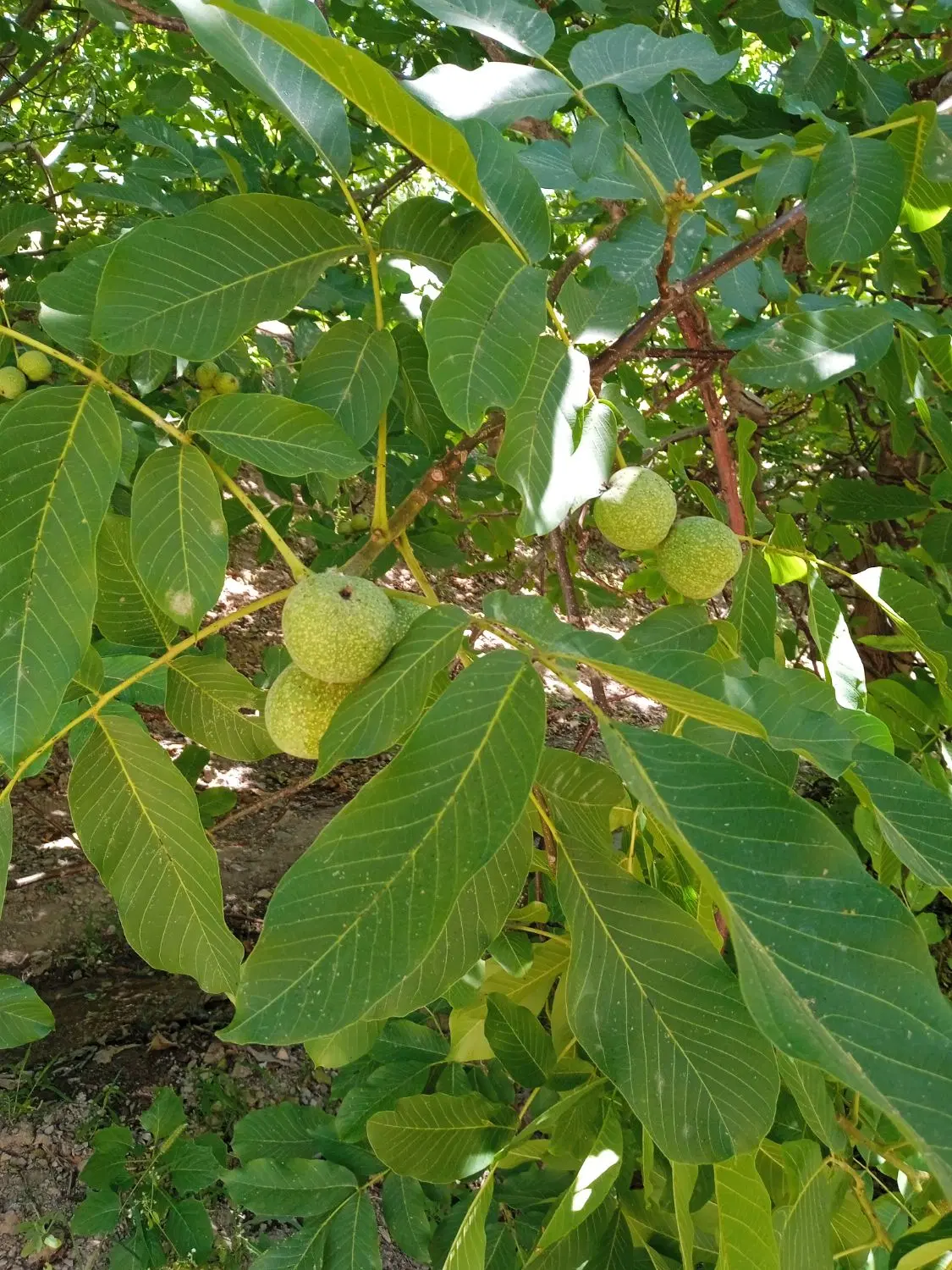 اجاره باغ گردو