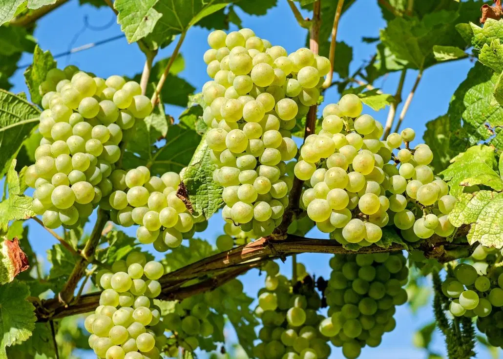 باغ انگور نیکویه