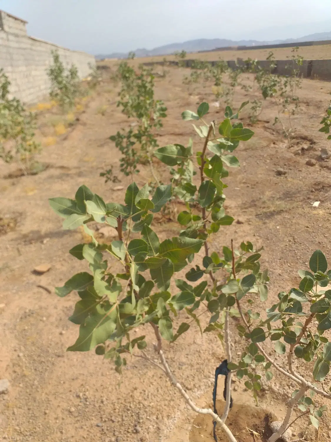 زمین باغ پسته در محمود آباد