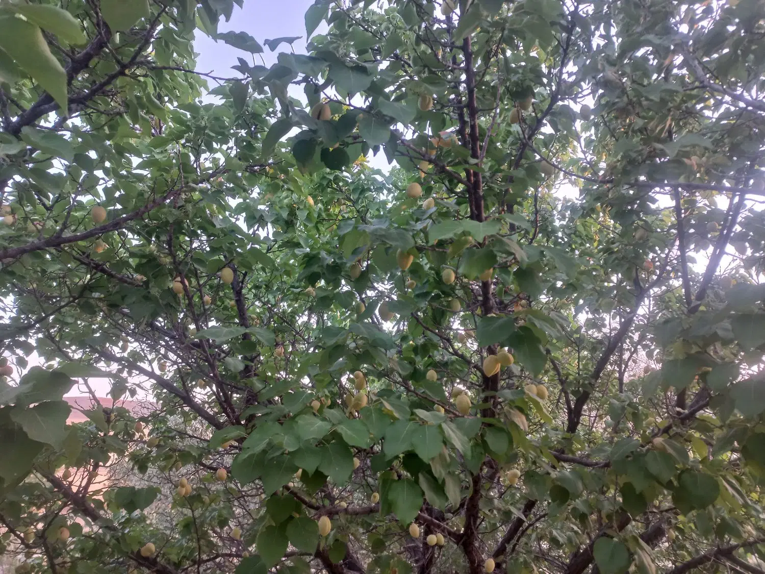باغ میوه روستای هرچگان