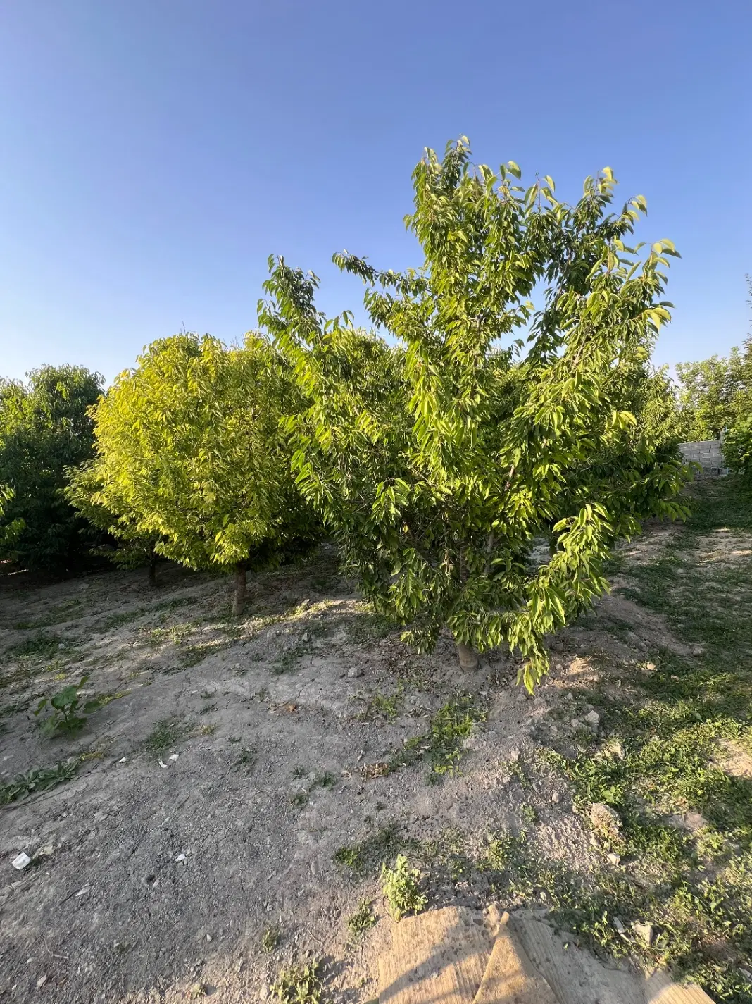 باغچه ویلایی جاده سلماس کولق ( املاک عمارت)