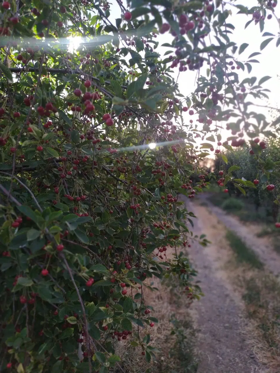 فروش باغ میوه و پسته