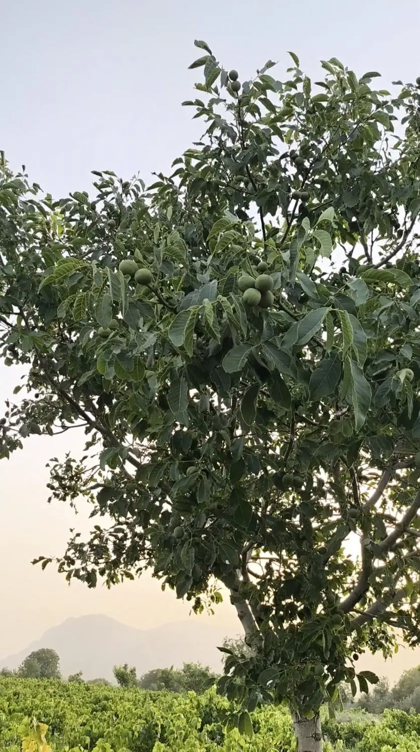 فروش باغ با کل محصول
