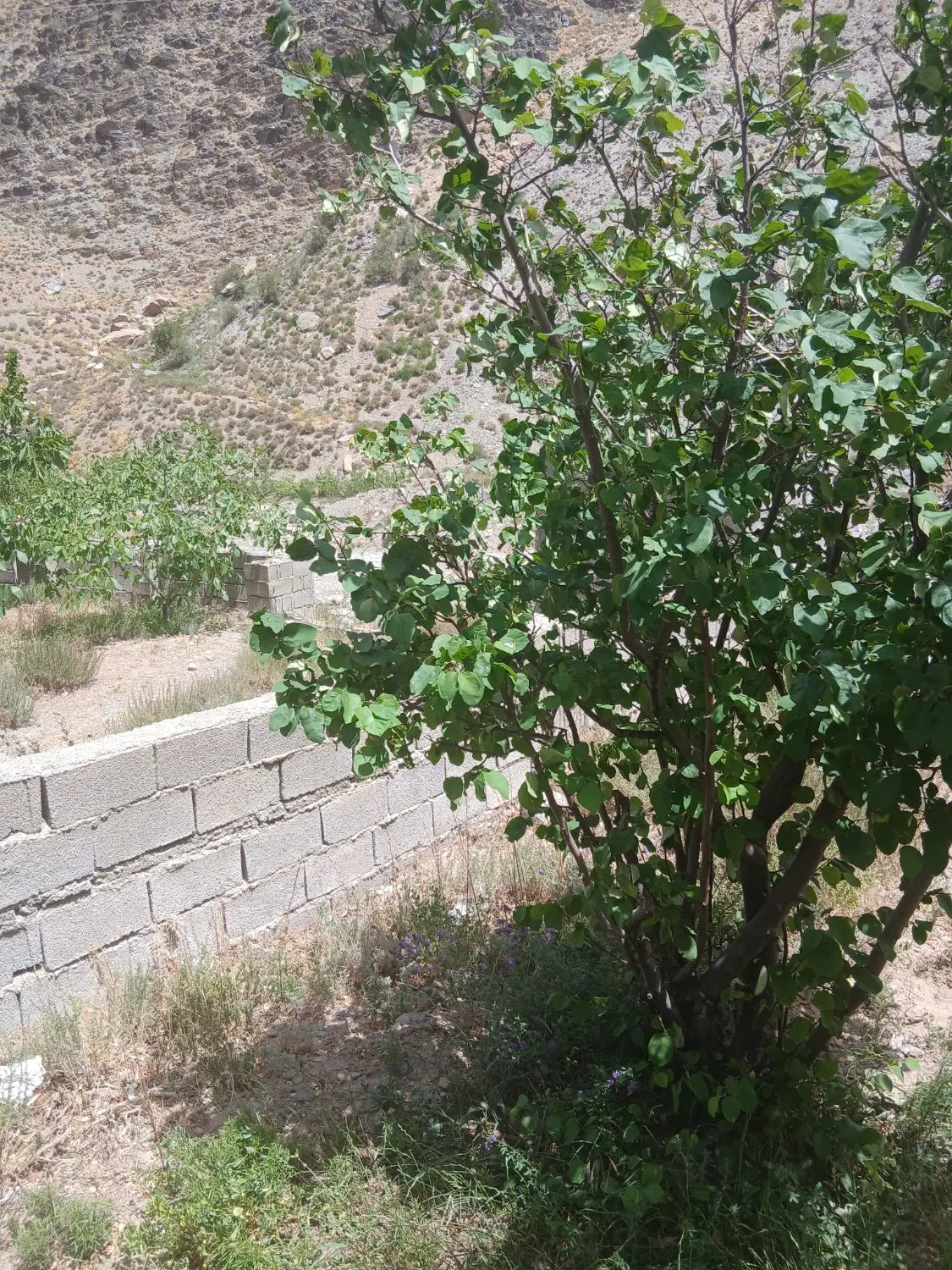 باغ لب جاده اصلی بعد از تونل سیرچ