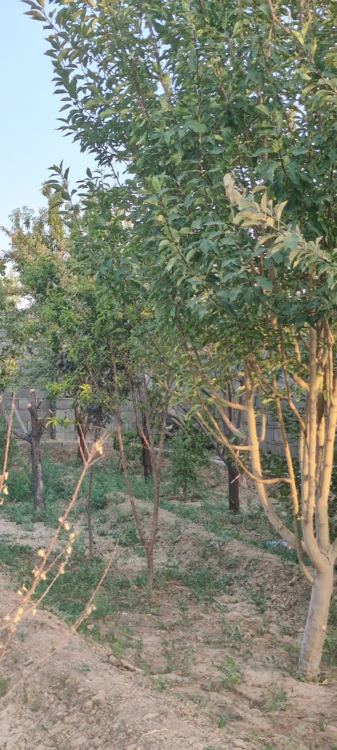 خانه باغ مهریز