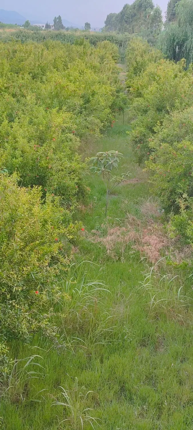 زمین باغ200مترسنددارامتیاز آب فنس کشی آماده