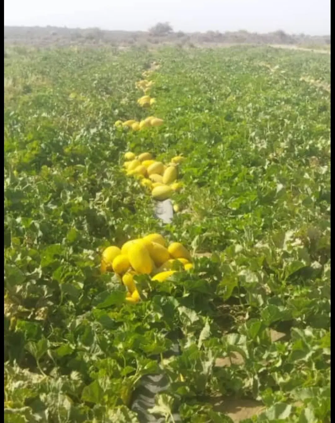 اجاره بیشتراز ۲۰هکتار زمین صیفی در رودخانه