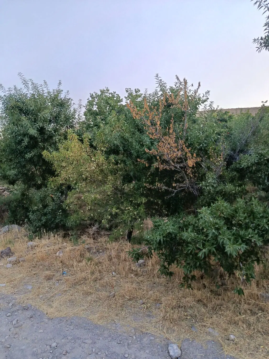 باغ قیمت مناسب در اسکو