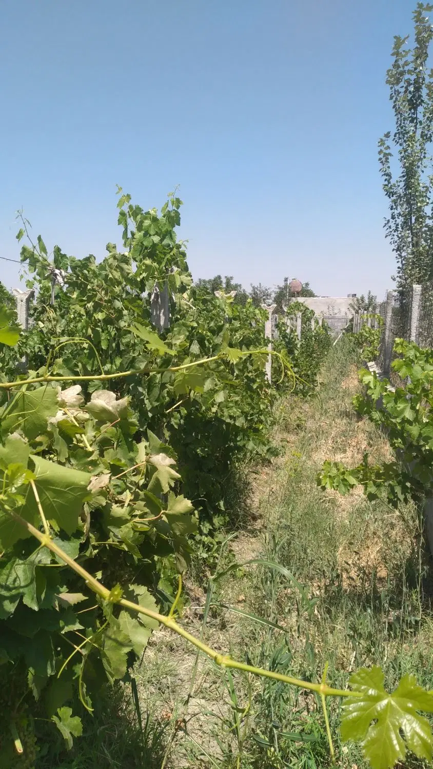 باغ ایستاده انگور الوان با برق نزدیک شهر