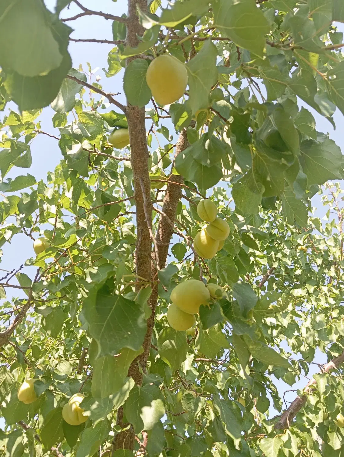باغ هزار متر در روستای سپورغان