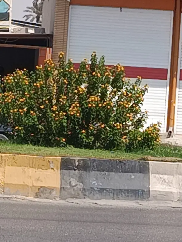 فروش ویژه زمین نخلستان و بلوار علی اکبر