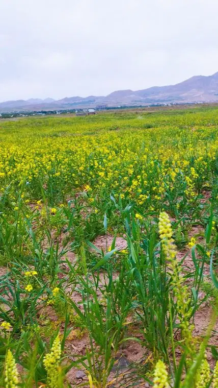زمین باغی   زراعی