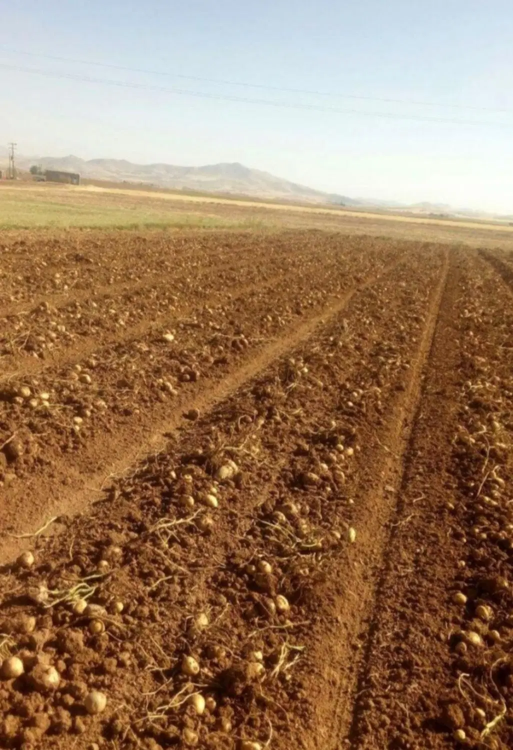 زمین زراعی