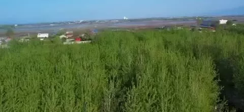 فرصت طلایی برای خرید ویلاهای لوکس چوبی