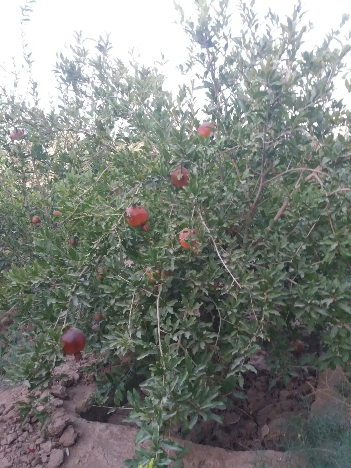 خانه باغ(نظام آباد)