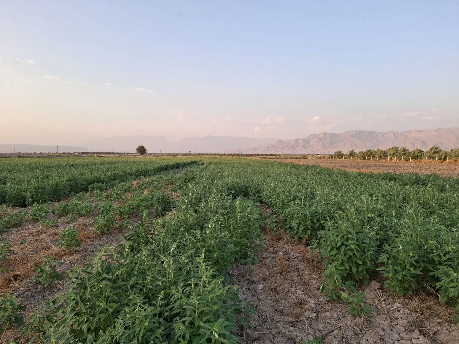فروش زمین