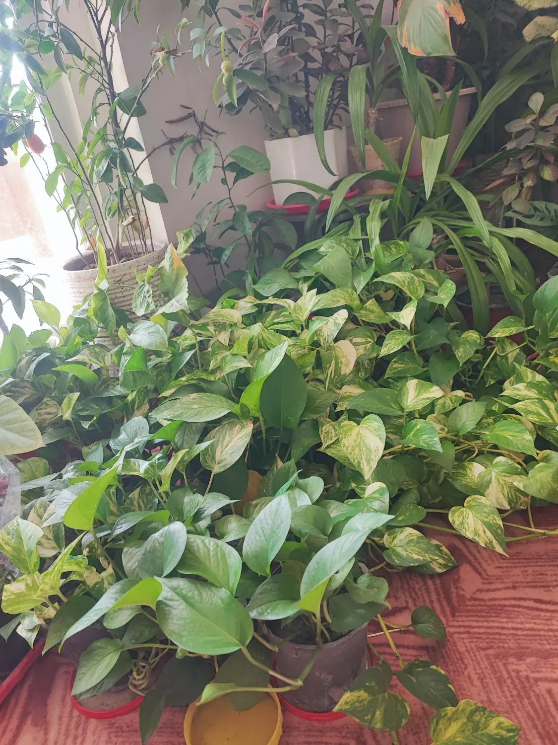 زمین باغی گلخانه ای دوبر