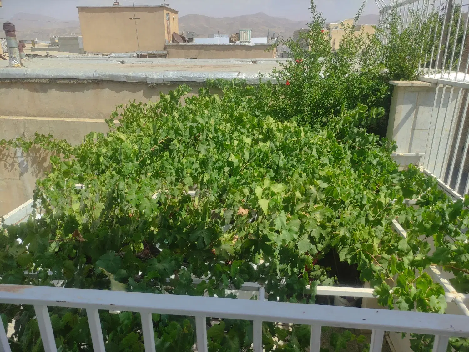 منزل ویلایی ۲۰۹ متری دوکله