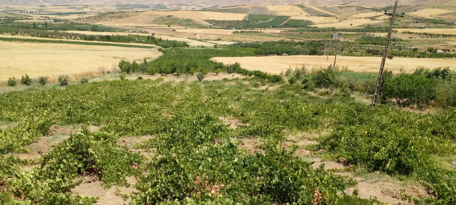 فروش زمین کشاورزی سند دار روستای پرتاله