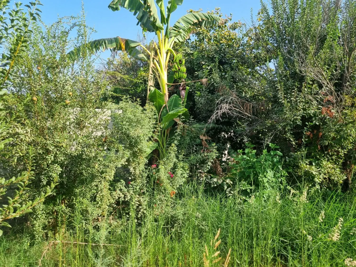 مجموعه ۱۰۰هکتاری کشاورزی
