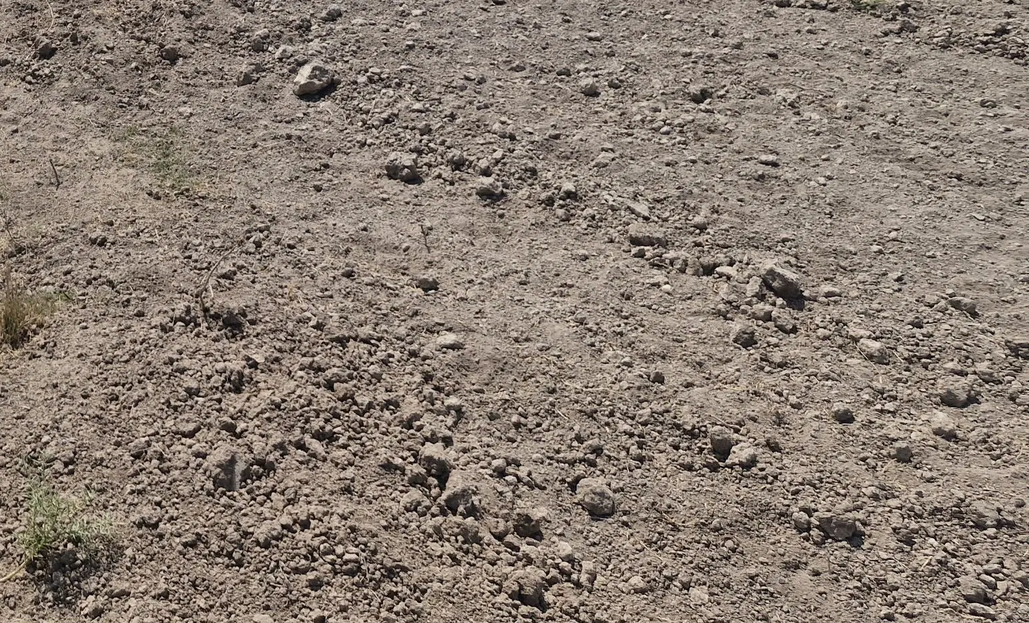اجاره زمین کشاورزی در عجیرب زمین کشاورزی سیدجعفر