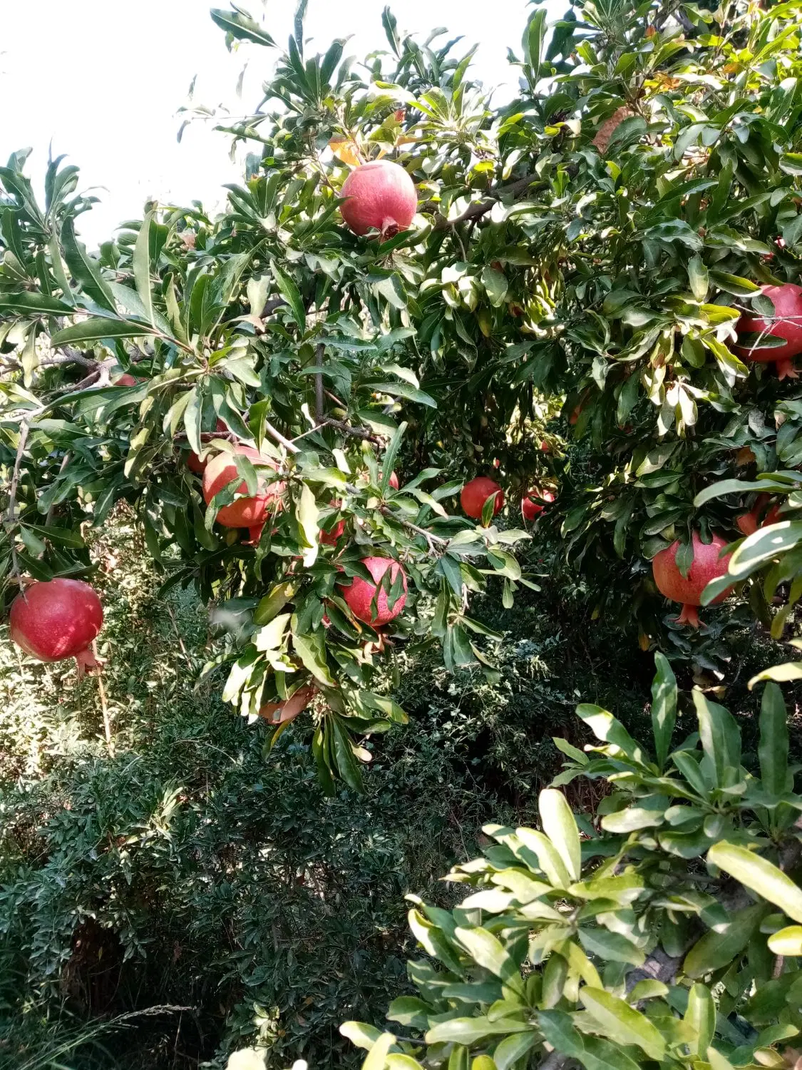 فروش یا معاوضه باغ میوه