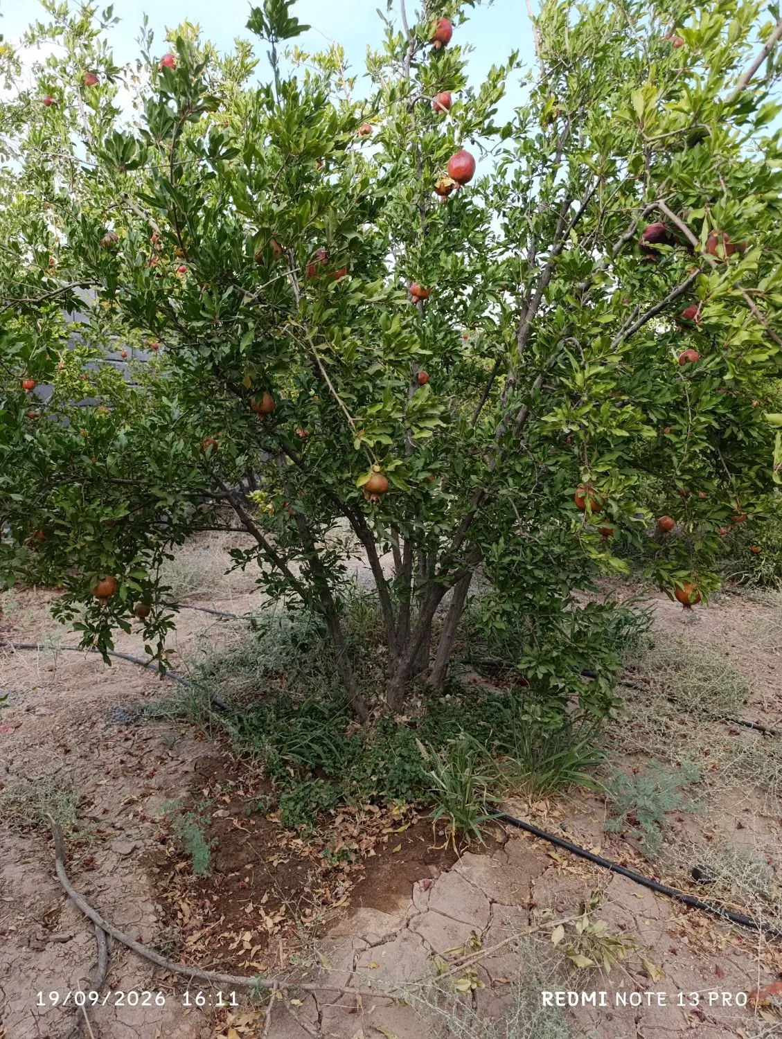 ۵۰۰ متر باغ انار چهار دیواری شده
