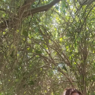 باغچه