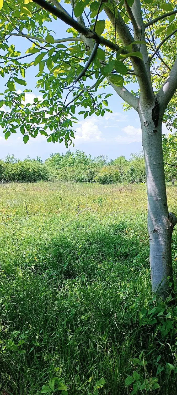 زمین کشاورزی
