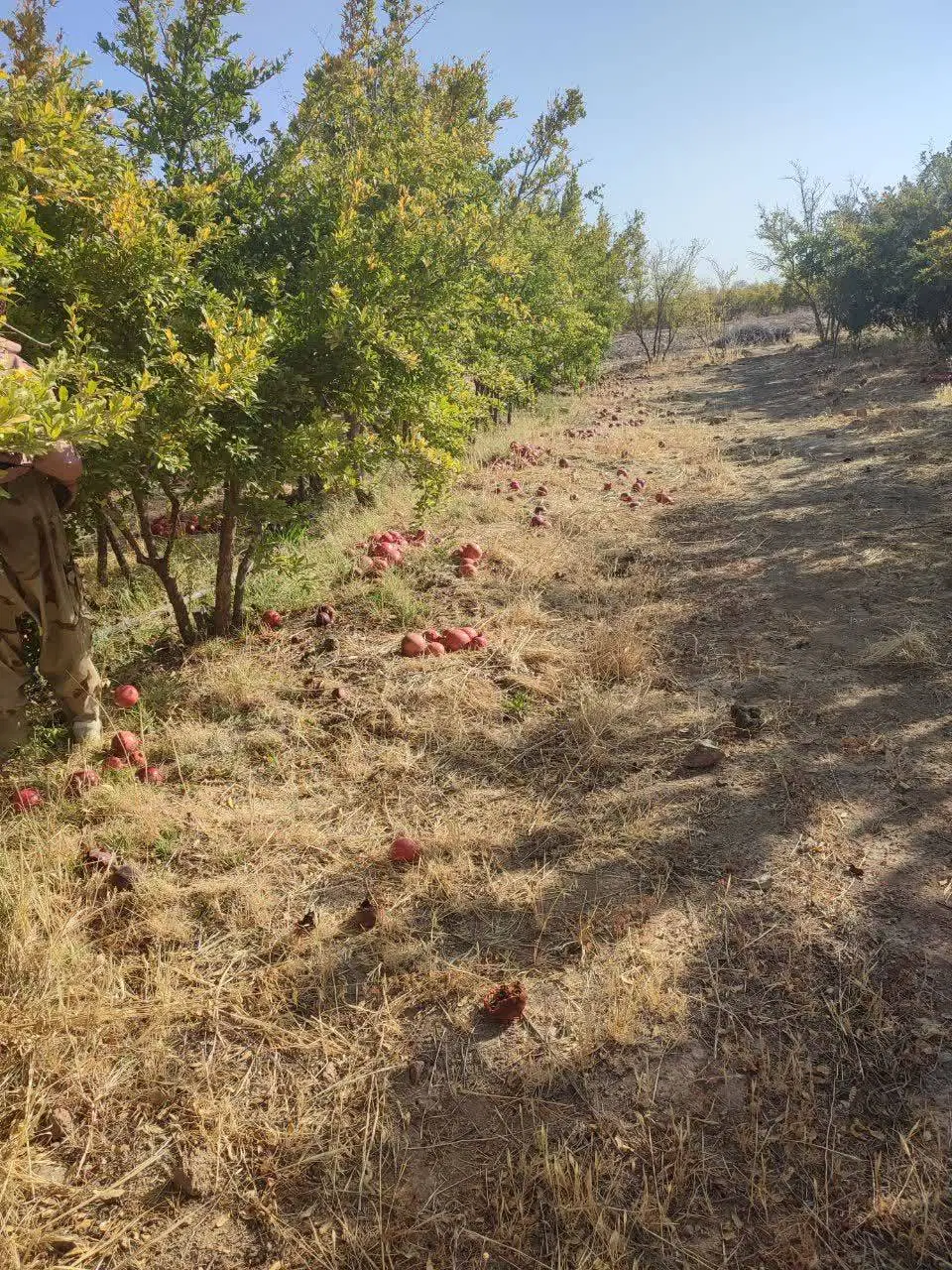 زمین کشاورزی