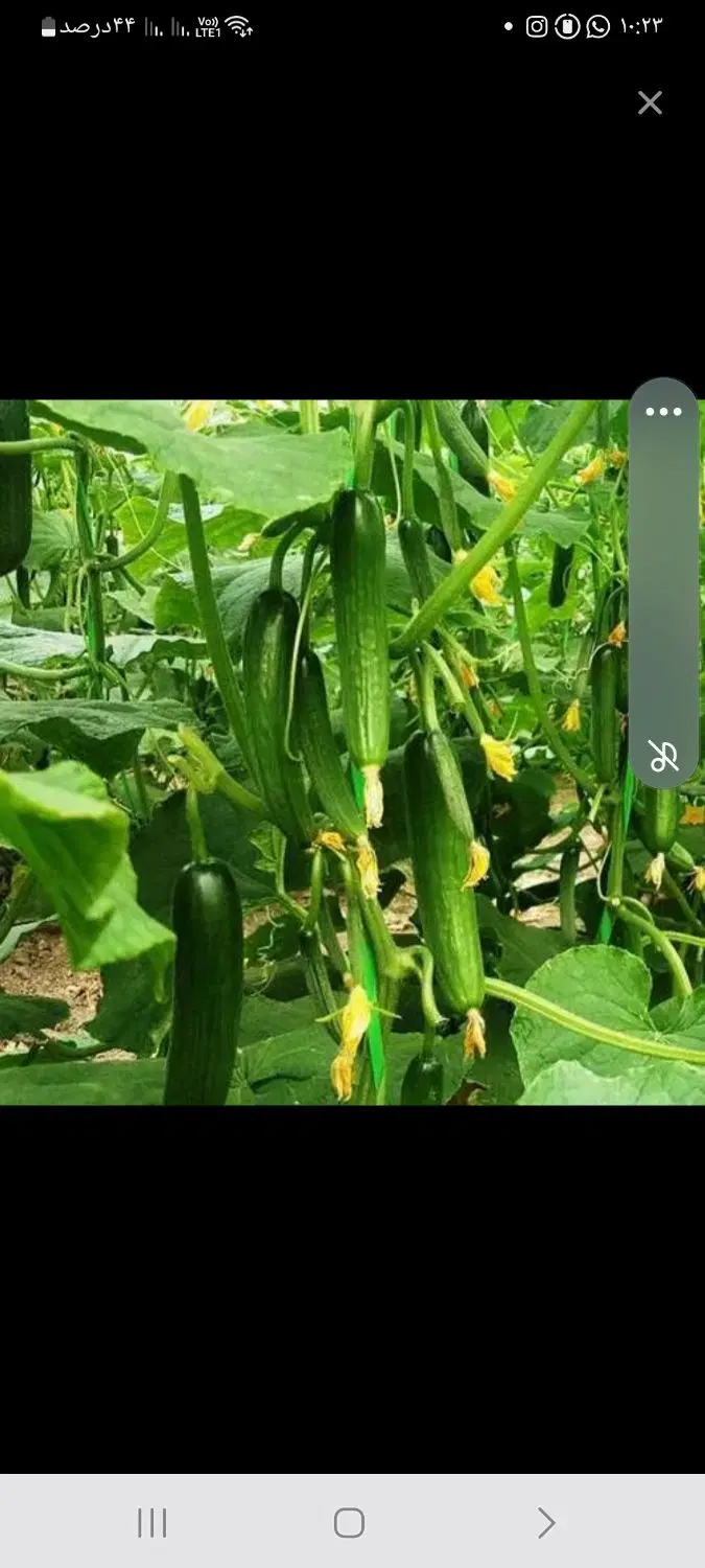 اجاره گلخانه درکهنوج .روستای چاه زیارت