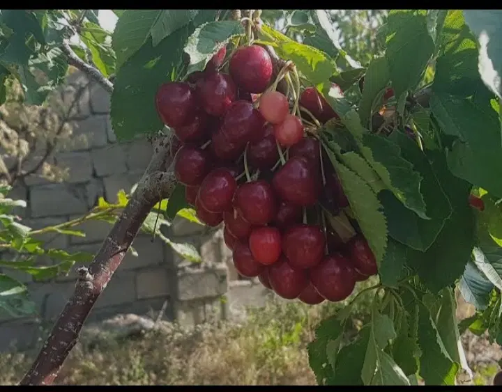 باغچه چهار دیواری
