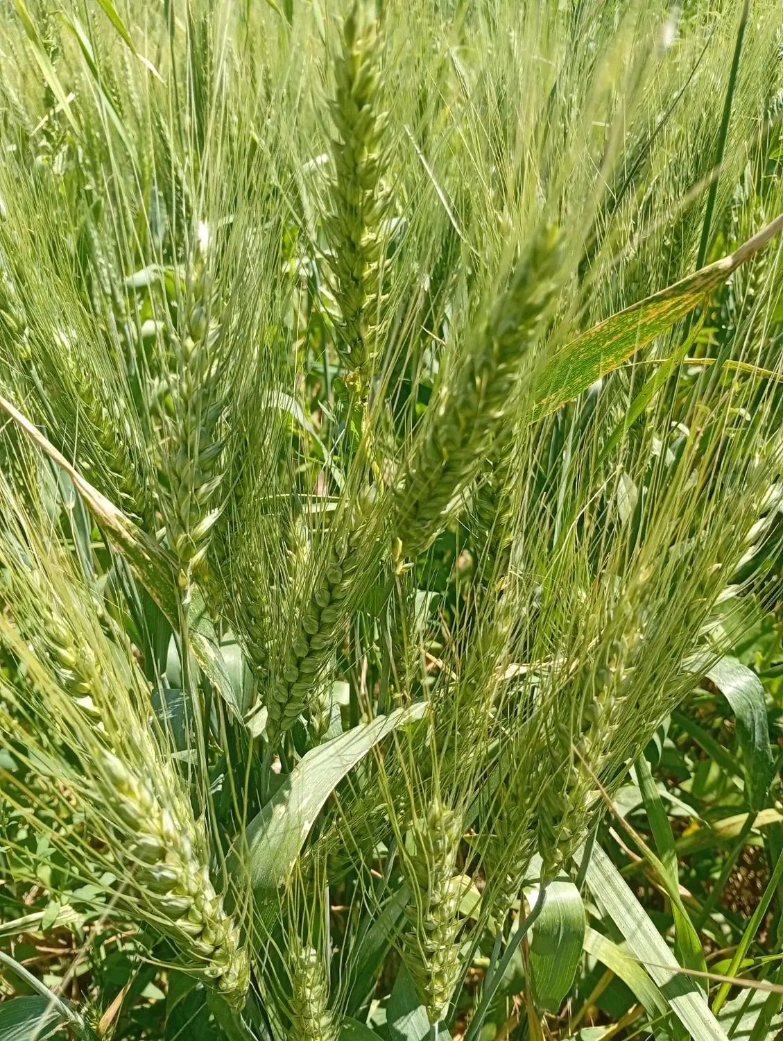 فروش زمین کشاورزی