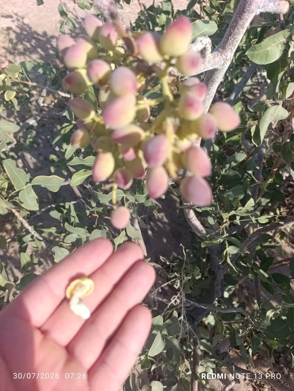 زمین پسته چاه جعفر