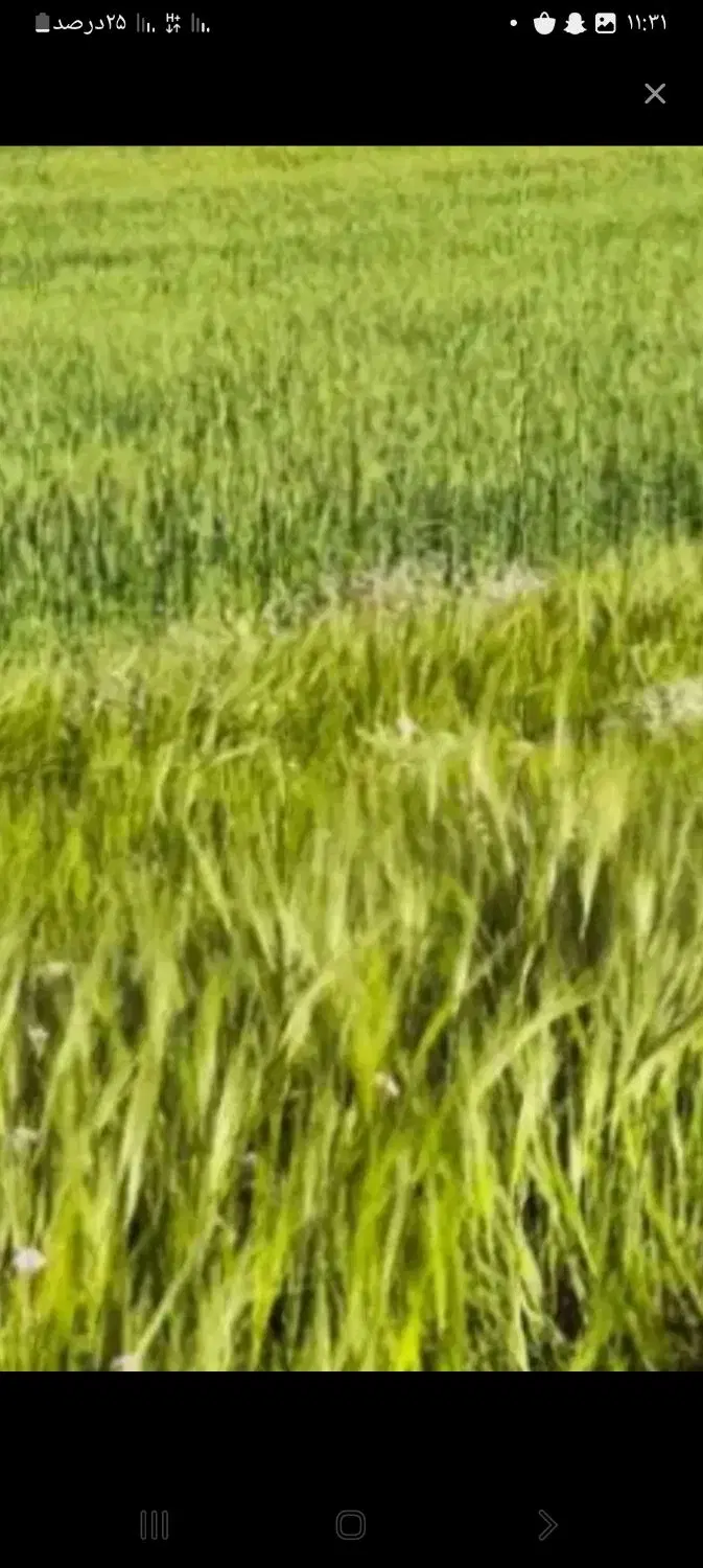 زمین کشاورزی ابی