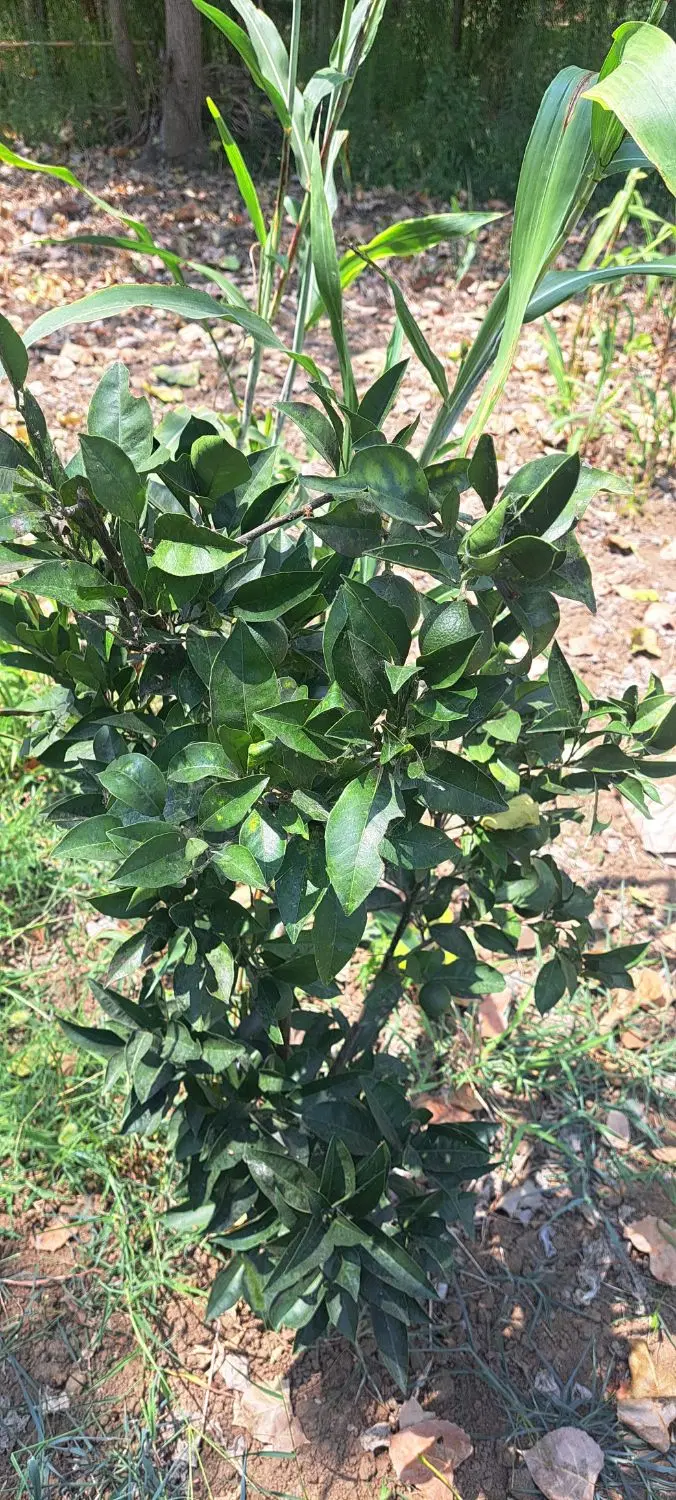 فروش زمین باغی