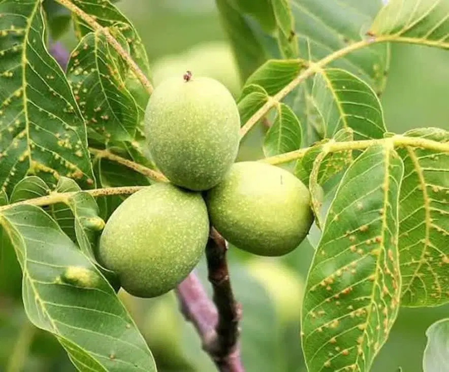 فروش یک طرح کشاورزی. حدود ۶جریب شوراب صغیر