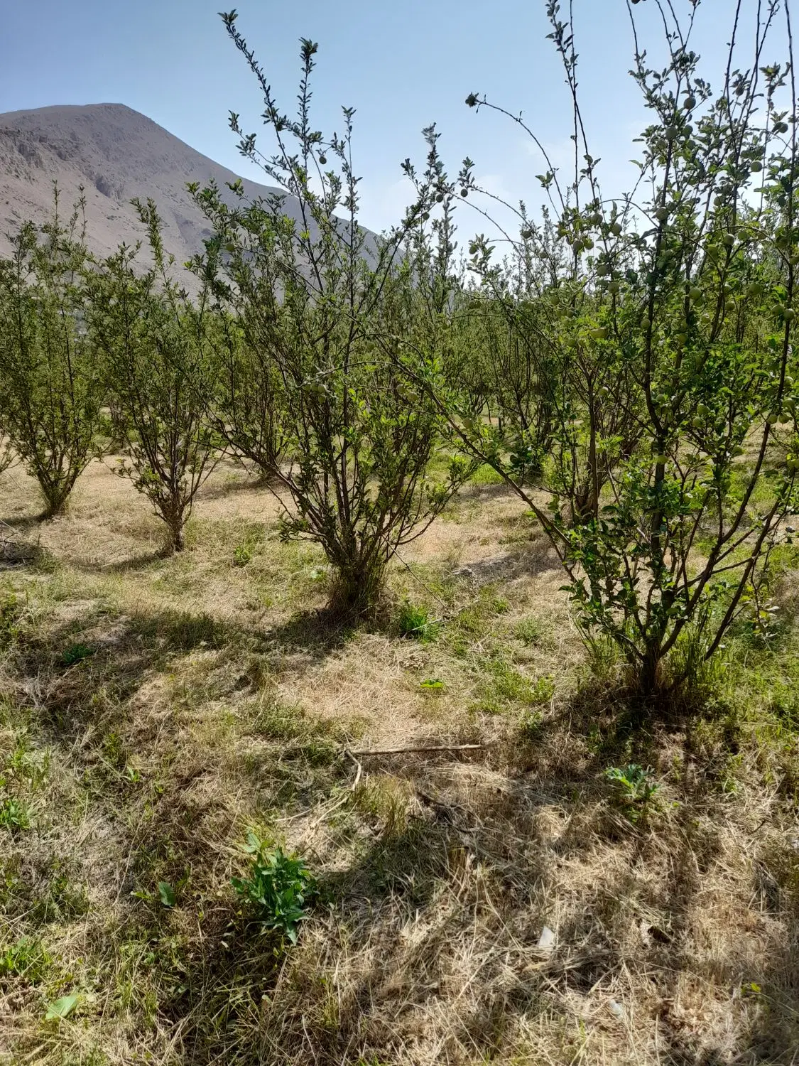 باغ میوه سیب و آلوچه