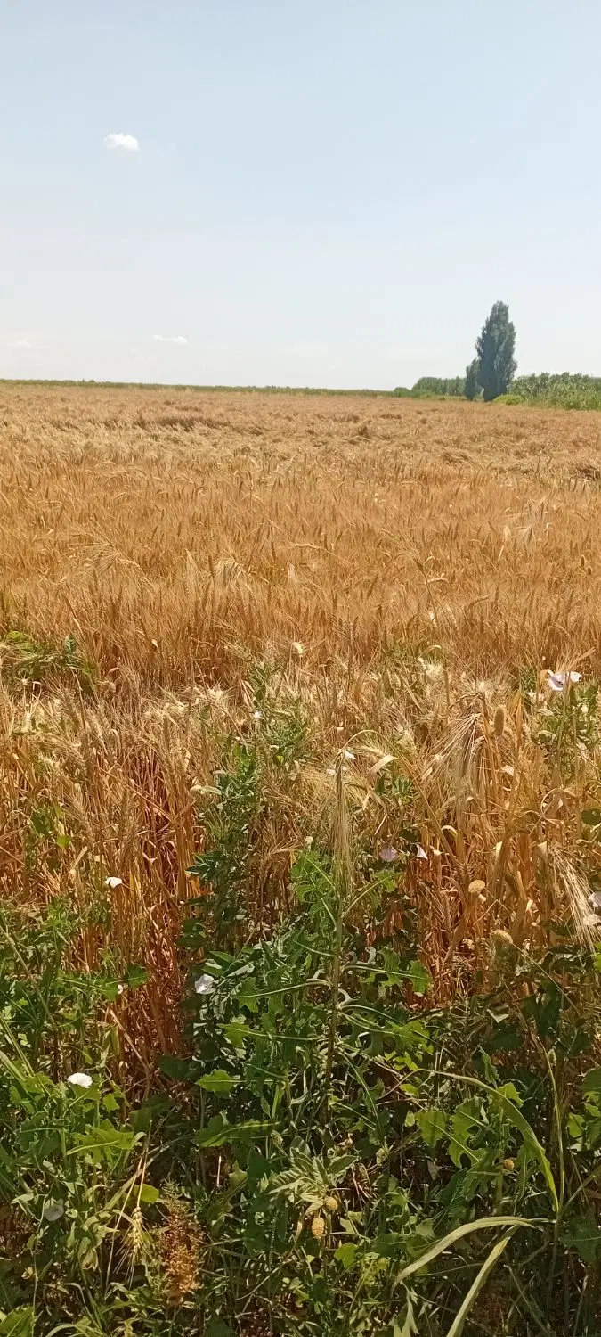 پارس اباد بعداز تازه اباد بطرف تازه کند ۵۰۰متر