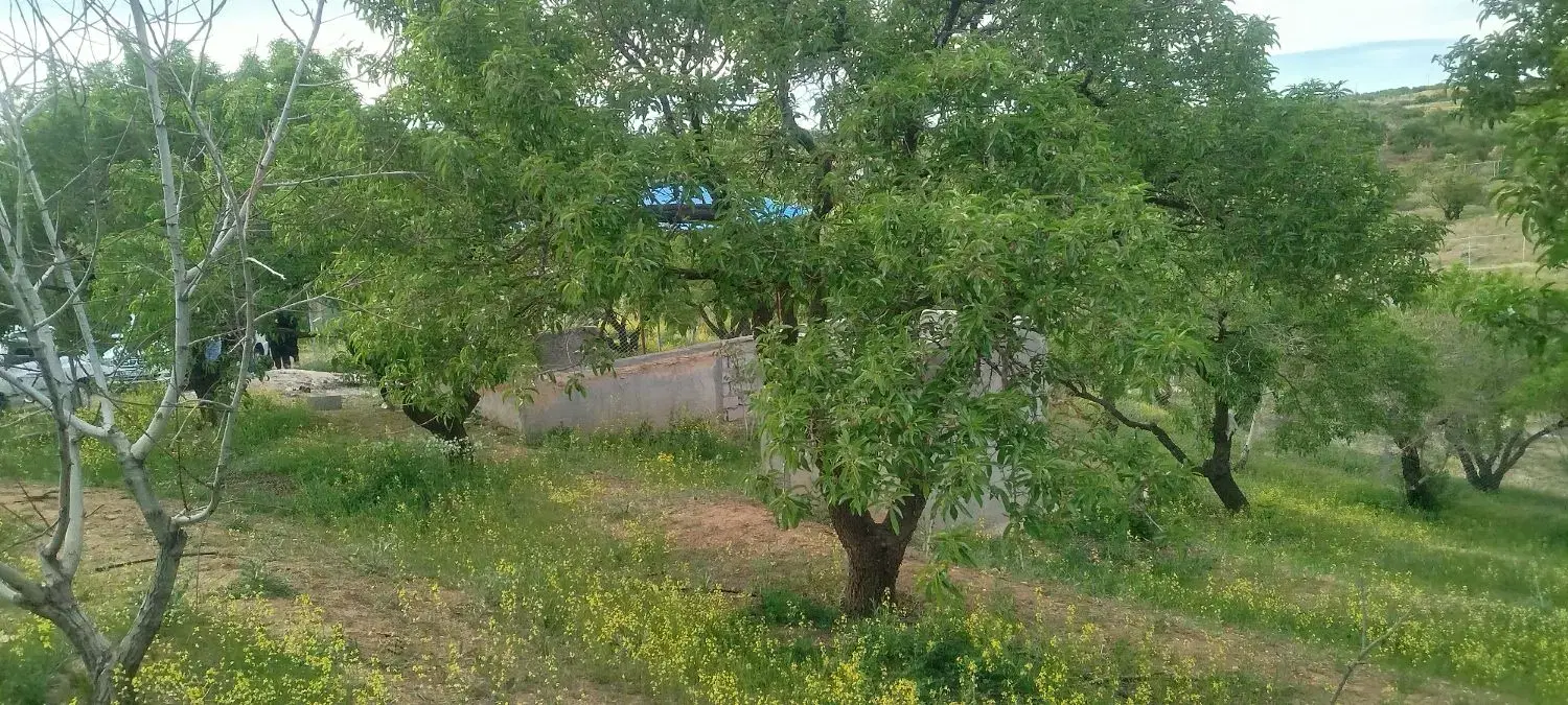 دنج باغ شوراب صغیر