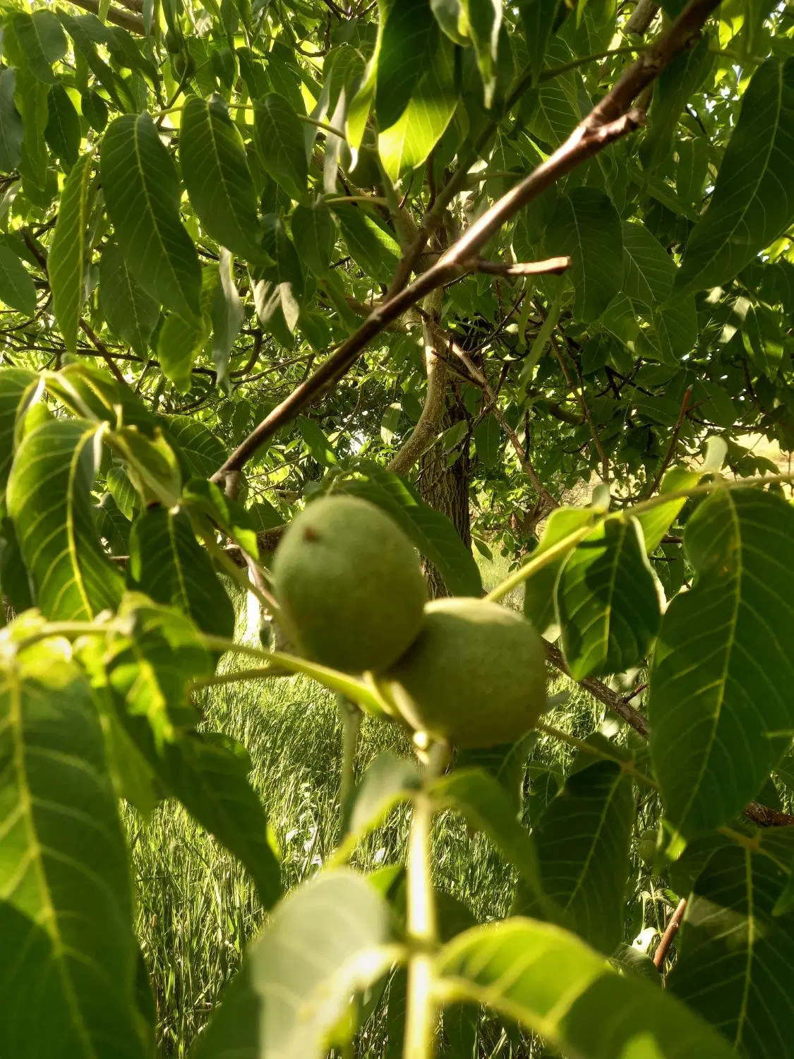 باغ فروشی ، قشلاق ورکانه
