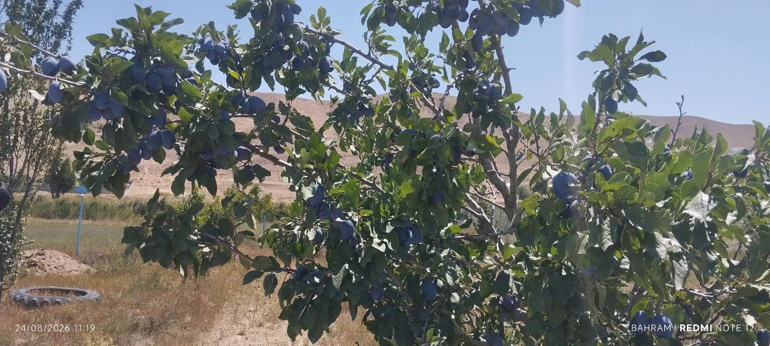 فروش زمین سندتک برگ ( کامل بخونید)