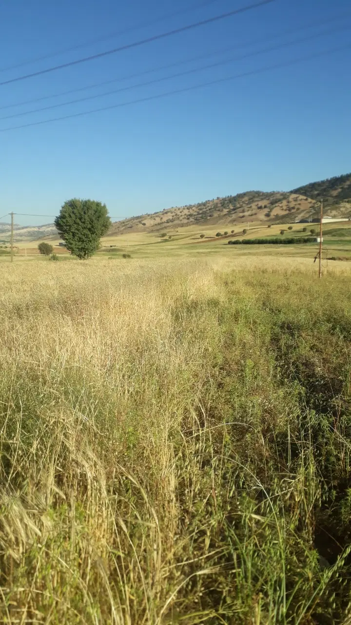زمین کشاورزی در ملکشاهی